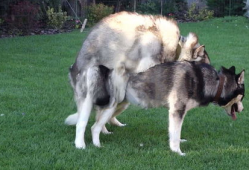 狗狗交配视频,揭秘繁殖过程中的自然现象